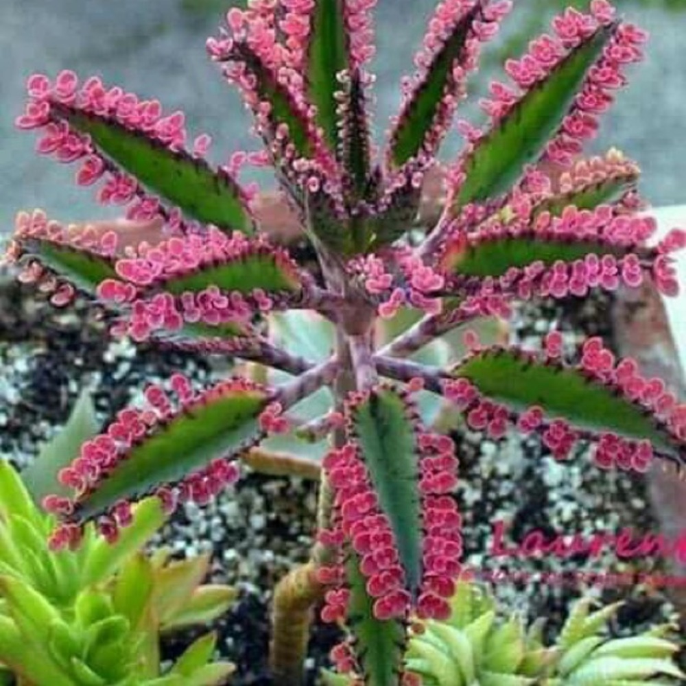 Meet your Posher, Beatriz